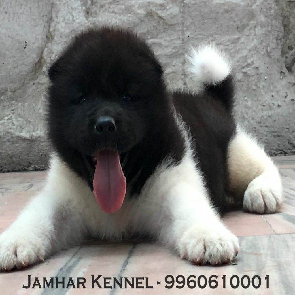 Akita Puppy For Sale Dog Breeder in Wakad PCMC Pune 1024x1024 - Pet Shop in Kothrud, Deccan &#8211; Jamhar Kennel Gallery