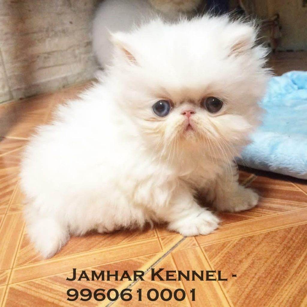 Extreme Punch Face Persian Kitten for Sale in Wakad Pune Pet Shop Cat Breeder in Wakad PCMC 6 1024x1024 - Pet Shop in Kothrud, Deccan &#8211; Jamhar Kennel Gallery
