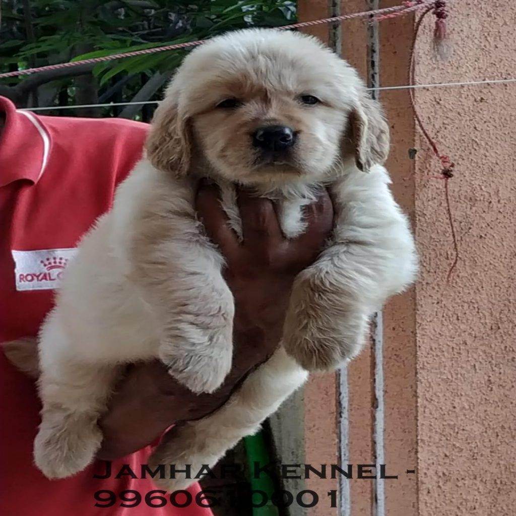 Gol 1024x1024 - Pet Shop / Store, Dog n Cat Breeder in Kothrud, Deccan – Jamhar Kennel
