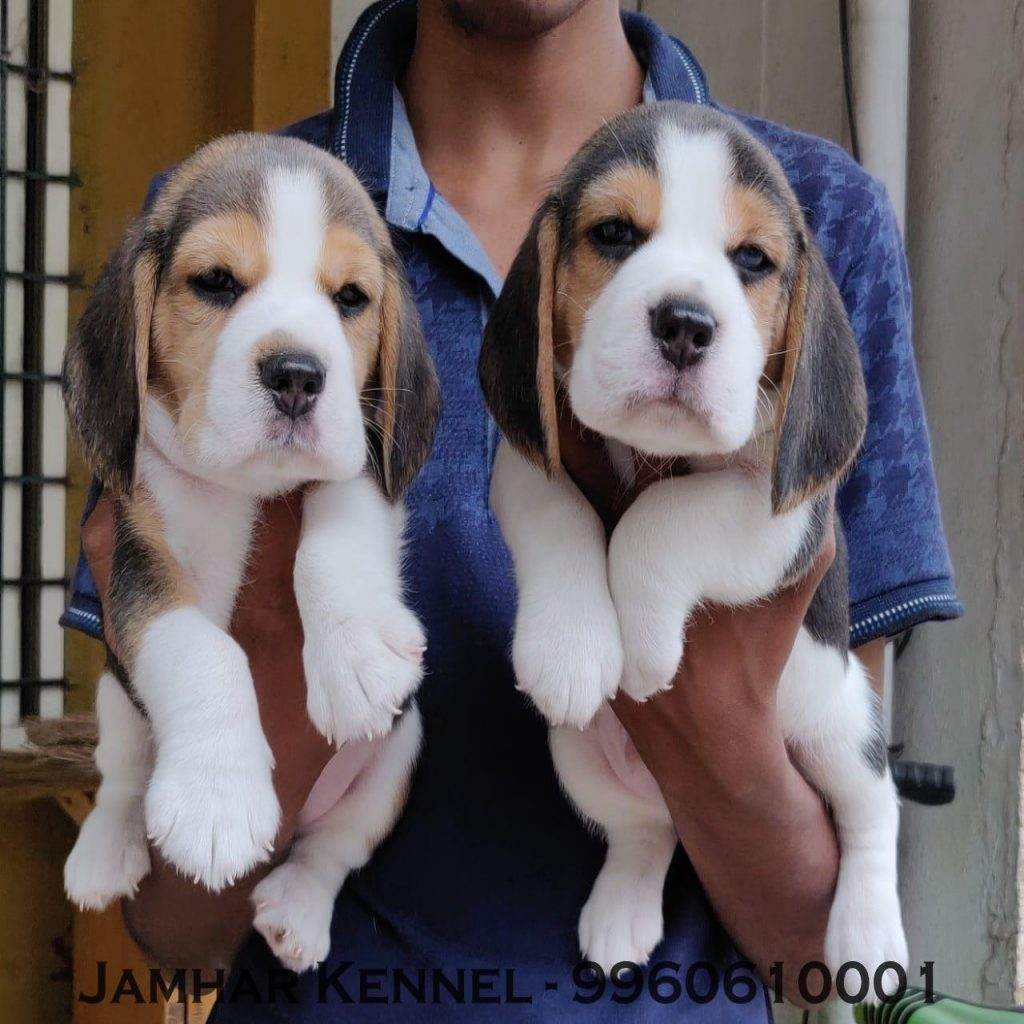 Healthy Beagle Puppies For Sale Dog Breeder in Wakad PCMC Pune 1024x1024 - Pet Shop / Store, Dog n Cat Breeder in Kothrud, Deccan – Jamhar Kennel