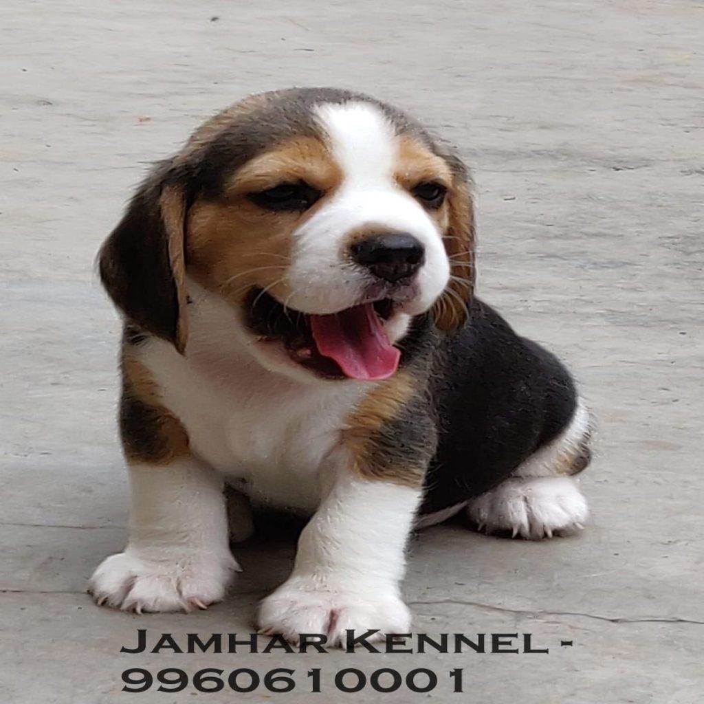Healthy Beagle Puppy For Sale Dog Breeder in Wakad PCMC Pune 1024x1024 - Pet Shop in Kothrud, Deccan &#8211; Jamhar Kennel Gallery
