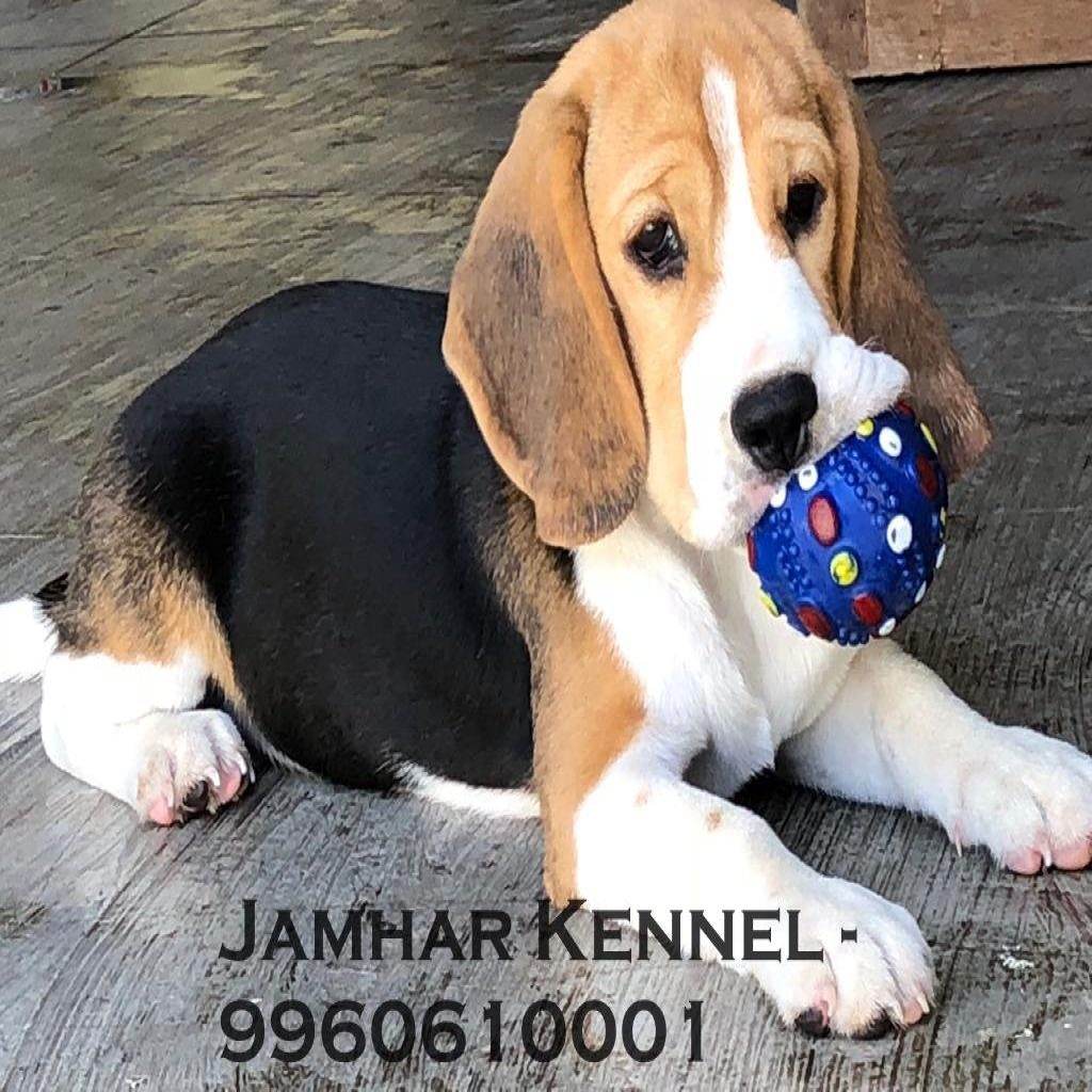 Healthy Beagle Puppy For Sale Dog Breeder in Wakad PCMC Pune 2 1024x1024 - Pet Shop in Kothrud, Deccan &#8211; Jamhar Kennel Gallery