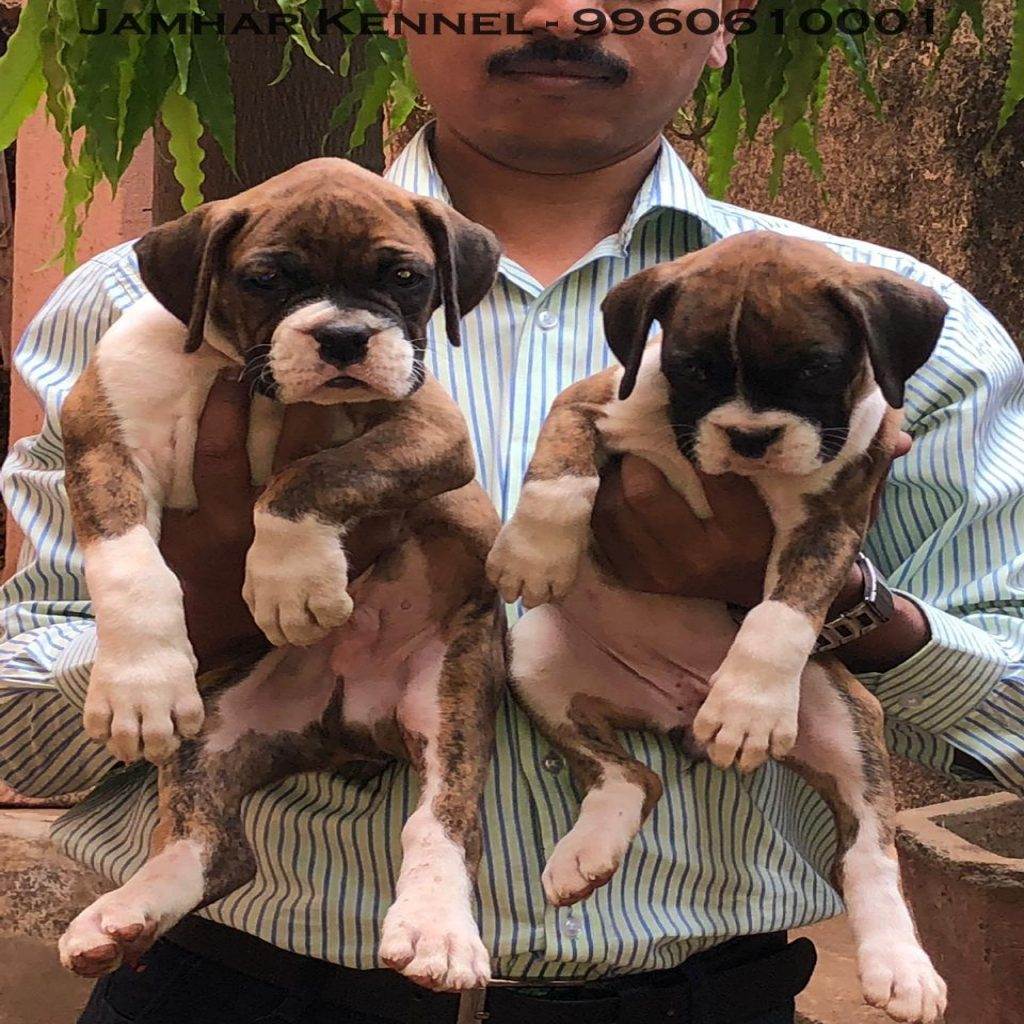 Healthy Boxer Puppies For Sale Dog Breeder in Wakad PCMC Pune 1024x1024 - Pet Shop / Store, Dog n Cat Breeder in Kothrud, Deccan – Jamhar Kennel