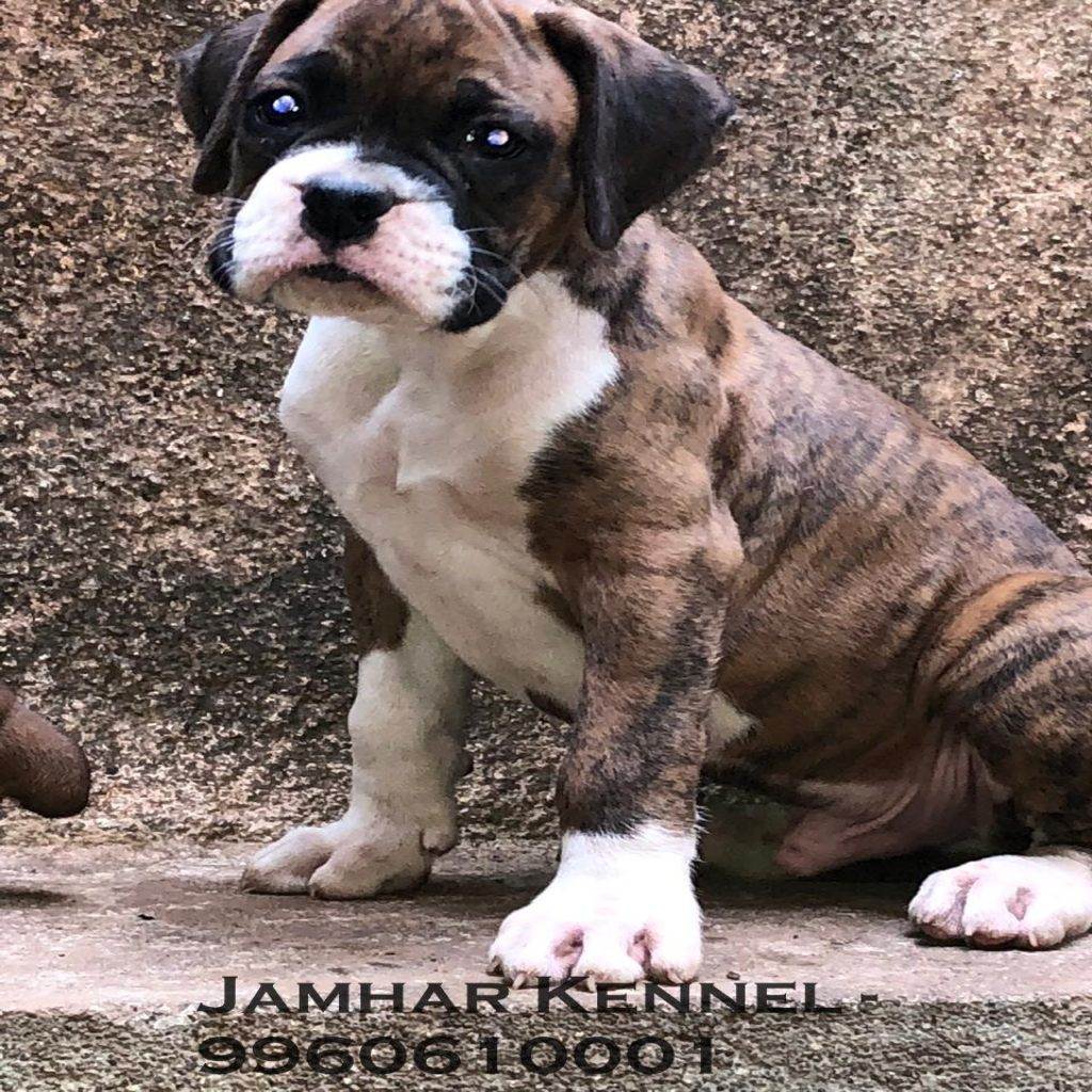 Healthy Boxer Puppy For Sale Dog Breeder in Wakad PCMC Pune 1024x1024 - Pet Shop in Kothrud, Deccan &#8211; Jamhar Kennel Gallery