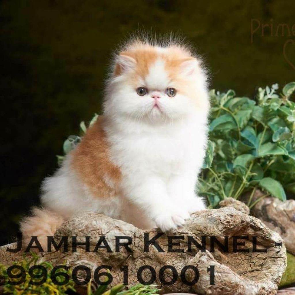 Persian Kitten for Sale in Wakad Pune Pet Shop Cat Breeder in Wakad PCMC 1024x1024 - Pet Shop in Kothrud, Deccan &#8211; Jamhar Kennel Gallery