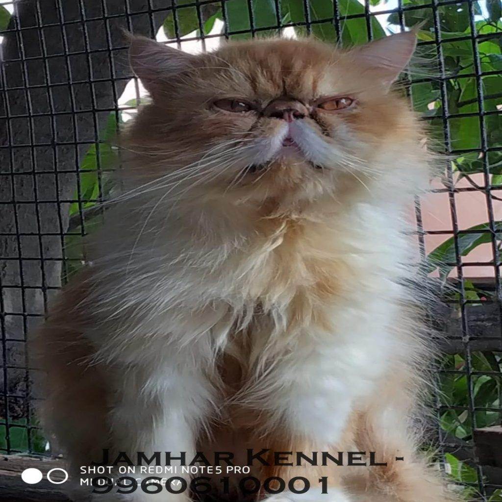 Punch Face Persian Kitten for Sale in Wakad Pune Pet Shop Cat Breeder in Wakad PCMC 2 1024x1024 - Pet Shop / Store, Dog n Cat Breeder in Kothrud, Deccan – Jamhar Kennel