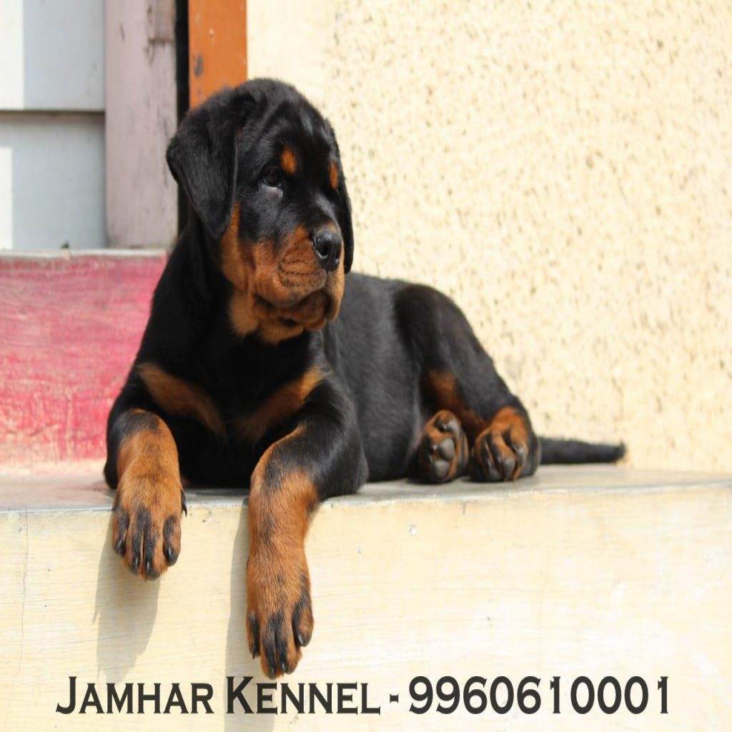Rottweiler Puppy For Sale Dog Breeder in Wakad PCMC Pune 1024x1024 - Pet Shop in Kothrud, Deccan &#8211; Jamhar Kennel Gallery