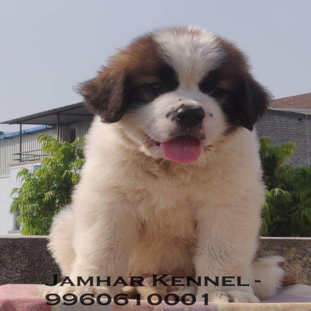 Saint Bernard Puppy for sale in Wakad PCMC 2 1024x1024 - Pet Shop in Kothrud, Deccan &#8211; Jamhar Kennel Gallery