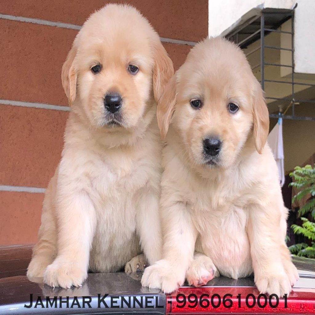 Show Quality Golden Retriever Puppies for Sale in Wakad Pune Pet Shop Dog Breeder in Wakad PCMC 1024x1024 - Pet Shop in Kothrud, Deccan &#8211; Jamhar Kennel Gallery