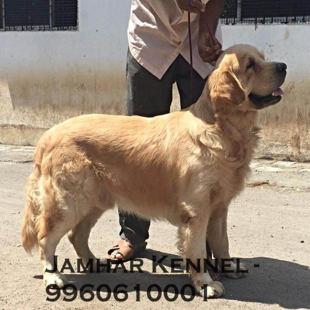 Show Quality Golden Retriever for Sale in Wakad Pune Pet Shop Dog Breeder in Wakad PCMC 1024x1024 - Pet Shop in Kothrud, Deccan &#8211; Jamhar Kennel Gallery