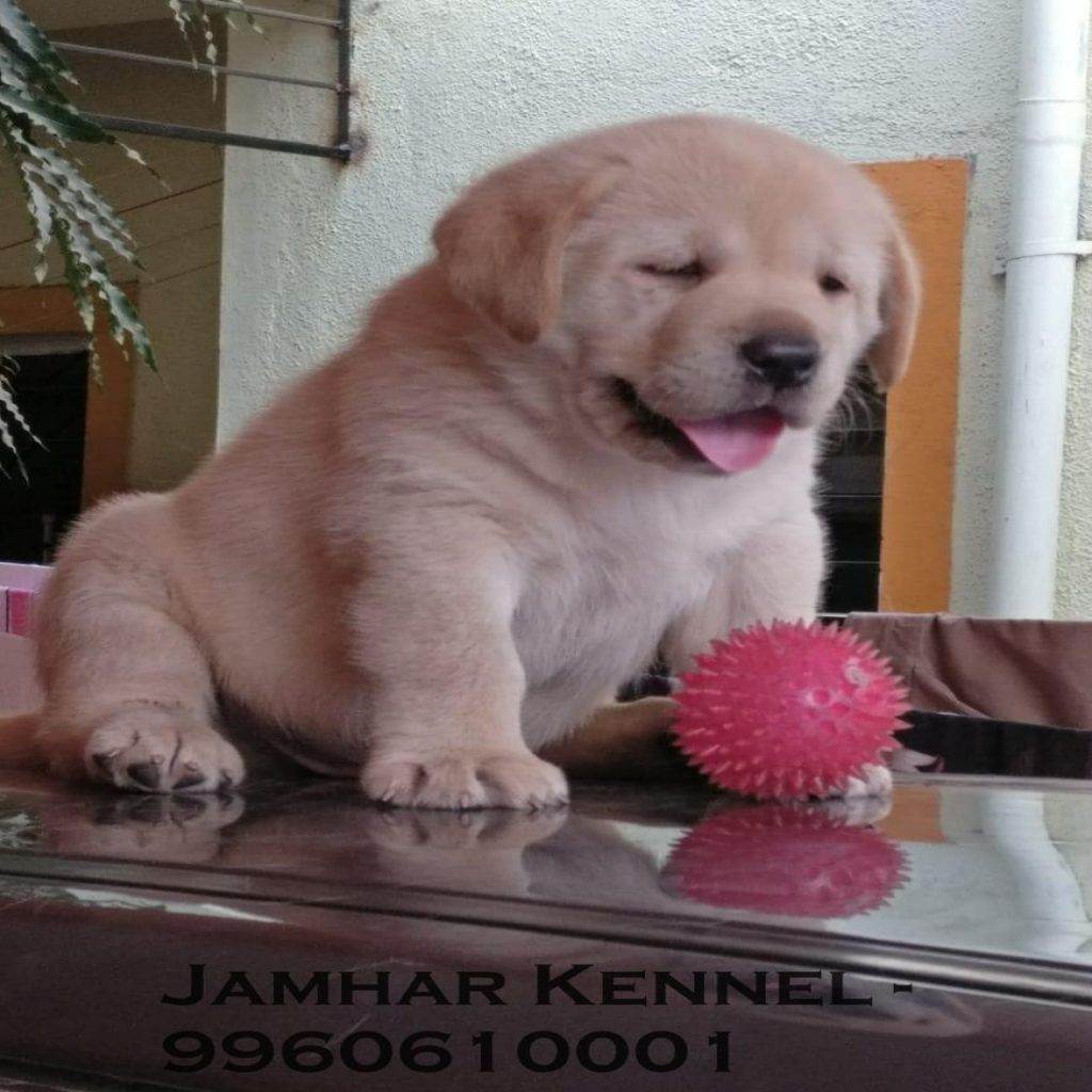 Show Quality Golden Retriever healthy Puppy for Sale in Wakad Pune Pet Shop Dog Breeder in Wakad PCMC 1024x1024 - Pet Shop in Kothrud, Deccan &#8211; Jamhar Kennel Gallery